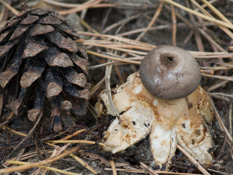 Geastrum coronatum